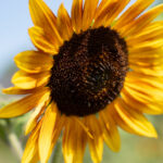 2025128期双色球开奖日期与详细时间安排公布 2rrc73wq4