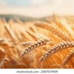 2025135期开奖结果最新公布,速来查看中奖详情 313saruy