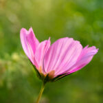 44 44开奖结果揭晓,幸运号码震撼公布 b7blchs